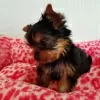 Zdjęcie №2 do zapowiedźy № 129458 na sprzedaż  yorkshire terrier - wkupić się Niemcy hodowca