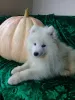 Dodatkowe zdjęcia: Szczenięta Samoyed