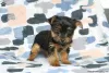 Zdjęcie №3. Yorkshire Terrier - standardowe szczenięta chłopców. Niemcy