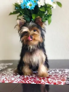 Zdjęcie №3. Szczenięta Yorkshire Terrier. Federacja Rosyjska