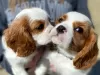 Zdjęcie №1. cavalier king charles spaniel - na sprzedaż w Houston | negocjowane | Zapowiedź №17324