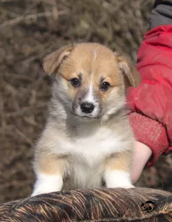 Dodatkowe zdjęcia: Welsh Corgi Pembroke