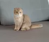 Zdjęcie №1. scottish fold - na sprzedaż w Krasnodar | 2578zł | Zapowiedź № 81430