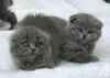 Zdjęcie №1. scottish fold - na sprzedaż w Anderlecht | 837zł | Zapowiedź № 105494