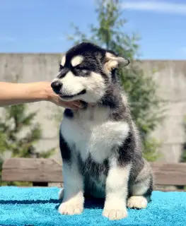 Zdjęcie №2 do zapowiedźy № 2455 na sprzedaż  alaskan malamute - wkupić się Białoruś od żłobka