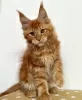 Zdjęcie №1. maine coon - na sprzedaż w Berlin | 2093zł | Zapowiedź № 103865