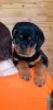 Zdjęcie №1. rottweiler - na sprzedaż w Krasnojarsk | negocjowane | Zapowiedź №94033