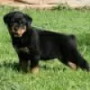 Zdjęcie №2 do zapowiedźy № 128435 na sprzedaż  rottweiler - wkupić się Niemcy hodowca