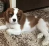 Zdjęcie №1. cavalier king charles spaniel - na sprzedaż w Москва | 6049zł | Zapowiedź №9168