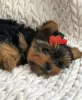 Zdjęcie №2 do zapowiedźy № 97352 na sprzedaż  yorkshire terrier - wkupić się Niemcy prywatne ogłoszenie