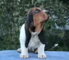 Dodatkowe zdjęcia: Basset Hound