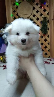 Dodatkowe zdjęcia: Samoyed Puppies Bear