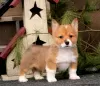 Zdjęcie №1. welsh corgi - na sprzedaż w Даллас | 2020zł | Zapowiedź №63528