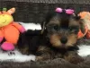 Zdjęcie №1. yorkshire terrier - na sprzedaż w Aarhus | Bezpłatny | Zapowiedź №84830