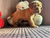 Dodatkowe zdjęcia: Szczenięta Dogue de Bordeaux