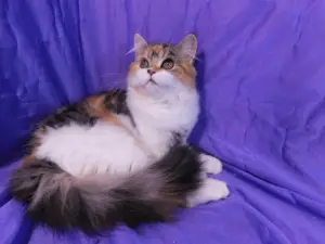 Dodatkowe zdjęcia: Kitty Highland Straight, Calico