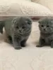 Zdjęcie №4. Sprzedam scottish fold w Pilsen.  - cena - negocjowane