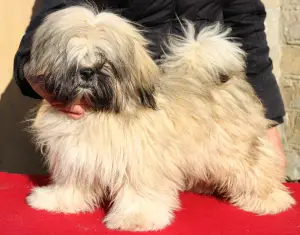 Zdjęcie №4. Sprzedam lhasa apso w Киев. hodowca - cena - 2551zł