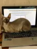 Dodatkowe zdjęcia: Mały kotek Cornish Rex