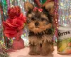 Zdjęcie №2 do zapowiedźy № 55878 na sprzedaż  yorkshire terrier - wkupić się Belgia 