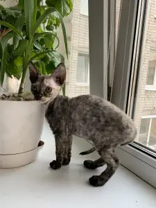 Zdjęcie №1. devon rex - na sprzedaż w Smoleńsk | 2118zł | Zapowiedź № 2186