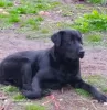 Zdjęcie №2 do zapowiedźy № 10421 na sprzedaż  labrador retriever - wkupić się Ukraina hodowca