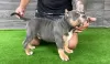 Zdjęcie №4. Sprzedam american bully w Bijeljina. hodowca - cena - negocjowane