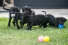 Zdjęcie №3. Cane Corso szczeniaki. Serbia