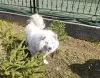 Dodatkowe zdjęcia: Samoyed suczki