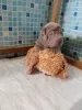 Dodatkowe zdjęcia: Szczenięta Shar Pei