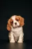 Zdjęcie №1. cavalier king charles spaniel - na sprzedaż w Dyneburg | 5023zł | Zapowiedź №98634