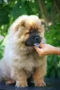 Zdjęcie №1. chow-chow - na sprzedaż w Paraćin | negocjowane | Zapowiedź №65400