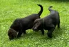 Zdjęcie №2 do zapowiedźy № 56604 na sprzedaż  labrador retriever - wkupić się Niemcy 