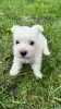 Dodatkowe zdjęcia: Szczenięta West Highland White Terrier