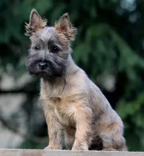 Dodatkowe zdjęcia: Dziewczyny Cairn Terrier