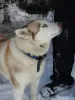 Dodatkowe zdjęcia: Husky Dymka szuka kochającej rodziny z męskim przywódcą!