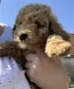 Zdjęcie №3. Sprzedam szczenięta rasy Goldendoodle Medium. Niemcy