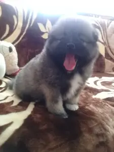 Zdjęcie №3. Szczenięta Keeshond. Federacja Rosyjska