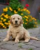 Zdjęcie №1. golden retriever - na sprzedaż w Żarki-Letnisko | 8371zł | Zapowiedź №70333