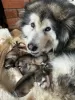 Dodatkowe zdjęcia: Szczenięta Alaskan Malamute