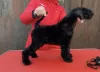 Zdjęcie №4. Sprzedam kerry blue terrier w Mińsk. hodowca - cena - 2511zł