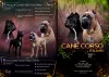 Zdjęcie №1. cane corso - na sprzedaż w Omsk | negocjowane | Zapowiedź №7973