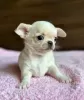 Zdjęcie №1. chihuahua (rasa psów) - na sprzedaż w Эспоо | negocjowane | Zapowiedź №127403