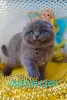 Zdjęcie №1. scottish fold - na sprzedaż w Пршибрам | 43575zł | Zapowiedź № 127486