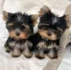 Zdjęcie №1. yorkshire terrier - na sprzedaż w Sremski Karlovci | negocjowane | Zapowiedź №82899