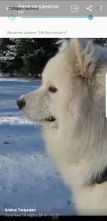 Zdjęcie №3. Samoyed, szczeniaki od utytułowanych rodziców. Białoruś