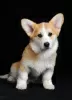 Zdjęcie №3. Sprzedam szczeniaka Pembroke Welsh Corgi, 4 miesiące. Suka. Ukraina