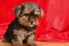 Zdjęcie №2 do zapowiedźy № 48694 na sprzedaż  yorkshire terrier - wkupić się USA prywatne ogłoszenie