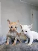 Zdjęcie №1. kot cornish rex - na sprzedaż w Helsinki | 1339zł | Zapowiedź № 72822