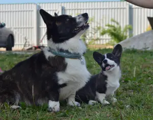 Dodatkowe zdjęcia: Walijski sweter Corgi, szczenięta